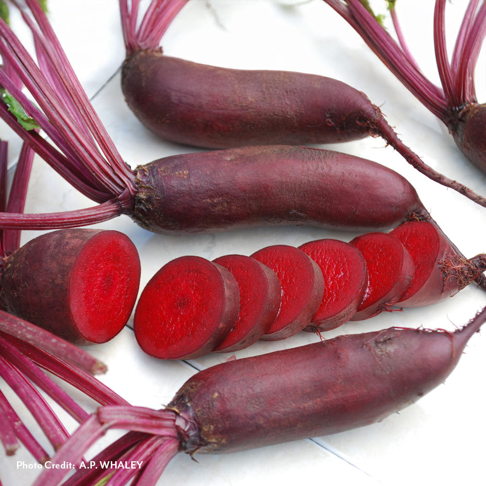 Cylindra Beet Seeds / 200 Seeds