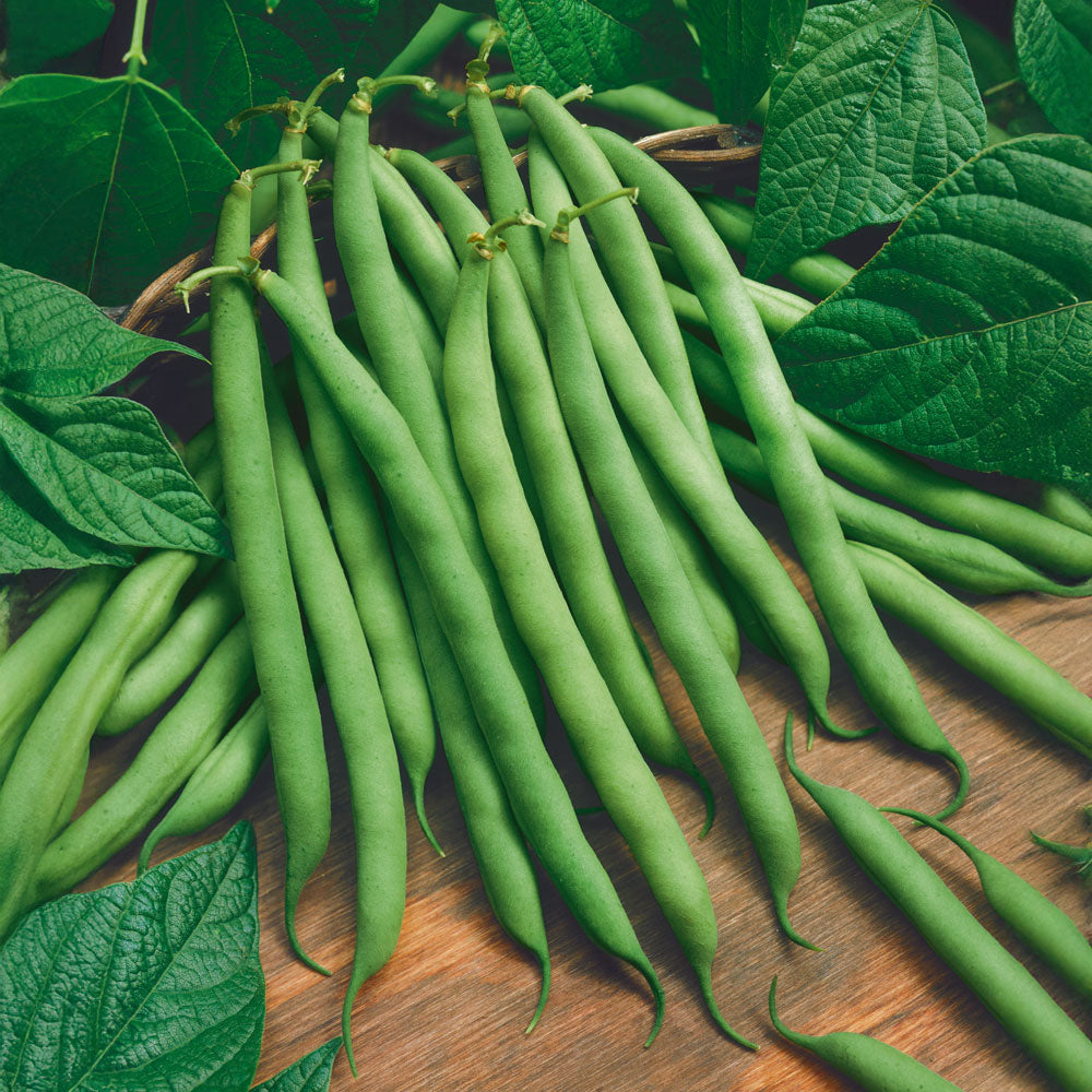 Organic Provider Garden Bean Seeds / 100 Seeds