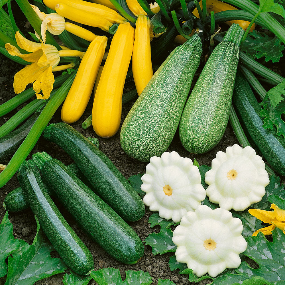Summer Melody Blend Squash Seeds / 50 Seeds
