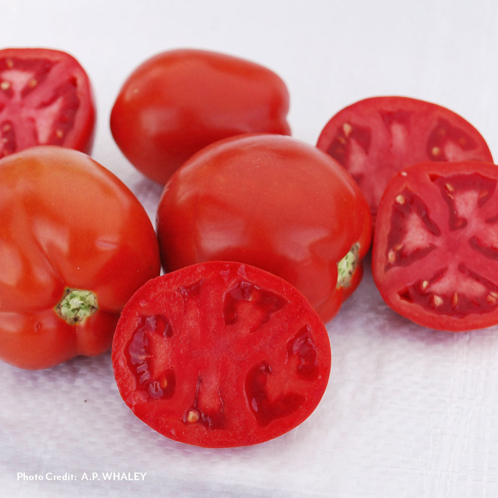 Saucy Lady™ Tomato Seeds / 30 Seeds