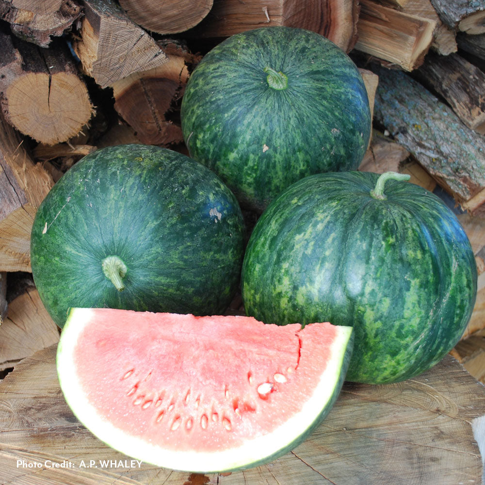 Wilson's Sweet Watermelon Seeds / 25 Seeds