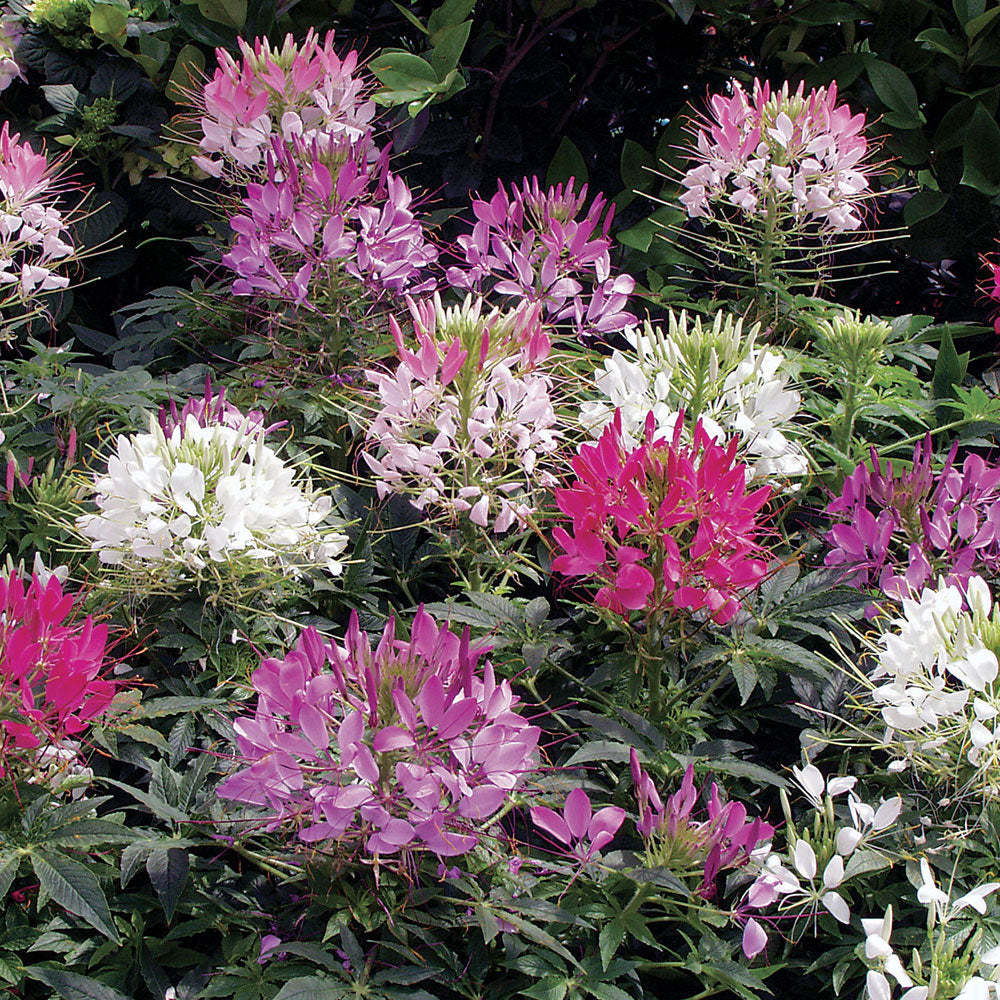 Sparkler™ 2.0 Mix Spider Flower Seeds / 15 Seeds