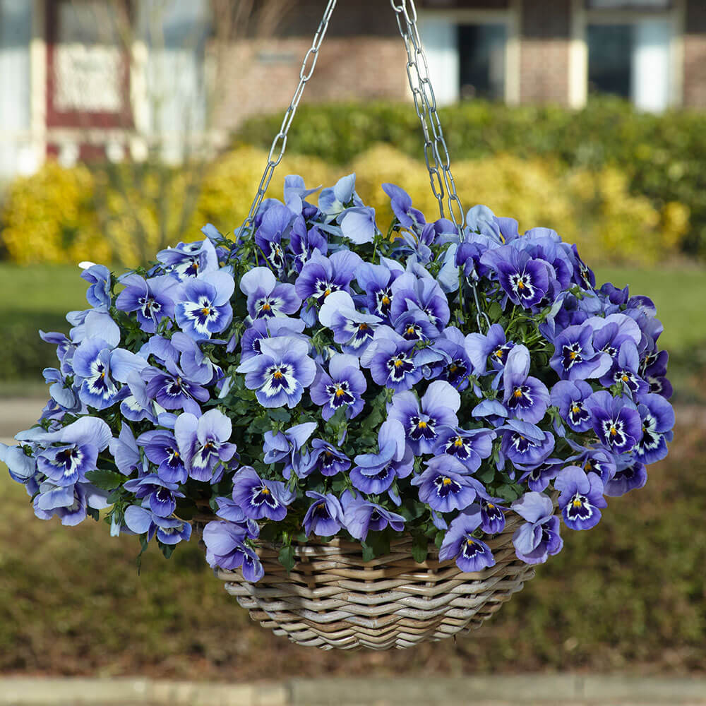 Top Wave™ Marina Pansy Seeds / 10 Seeds