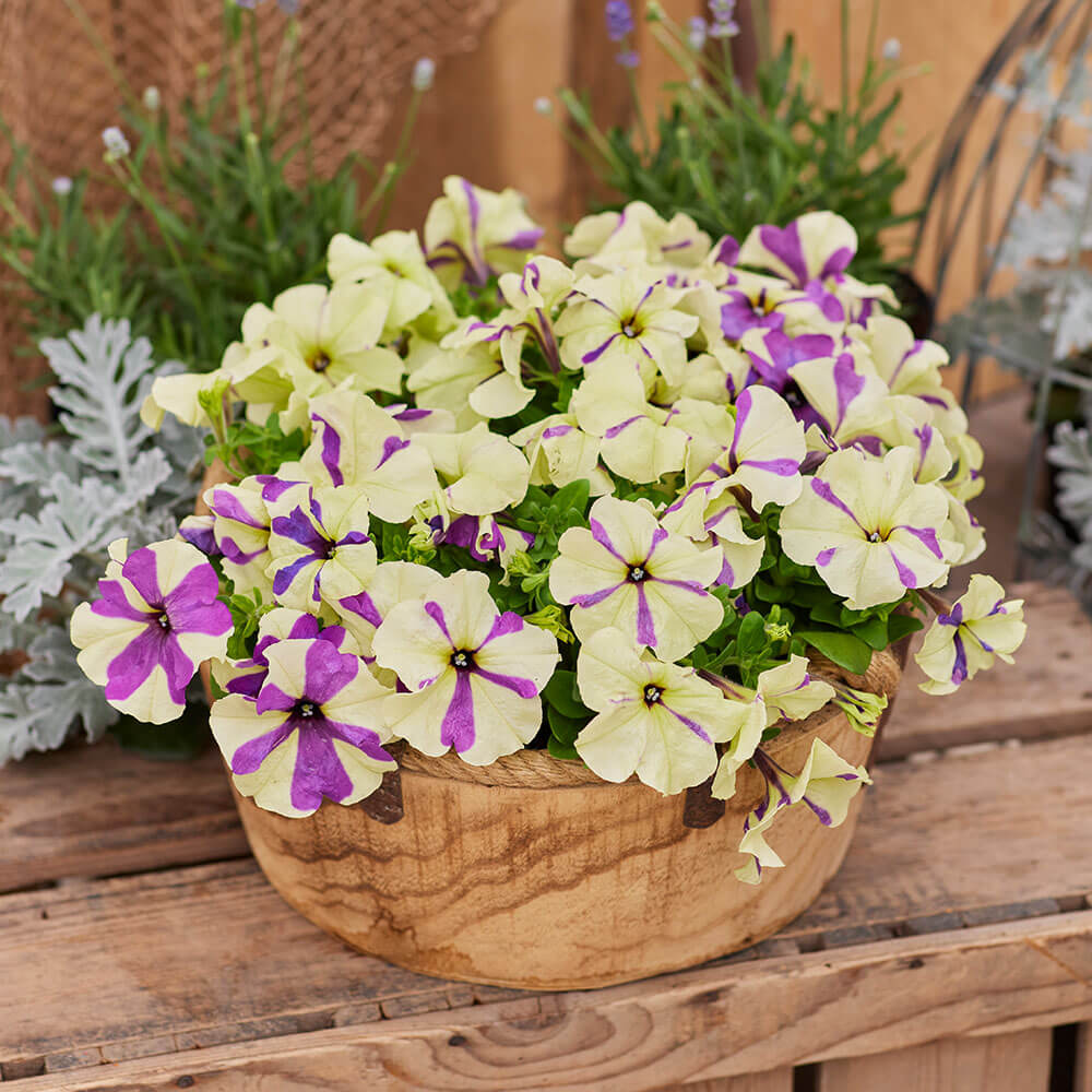 Shake™ Grapeberry Petunia Seeds / 10 Seeds