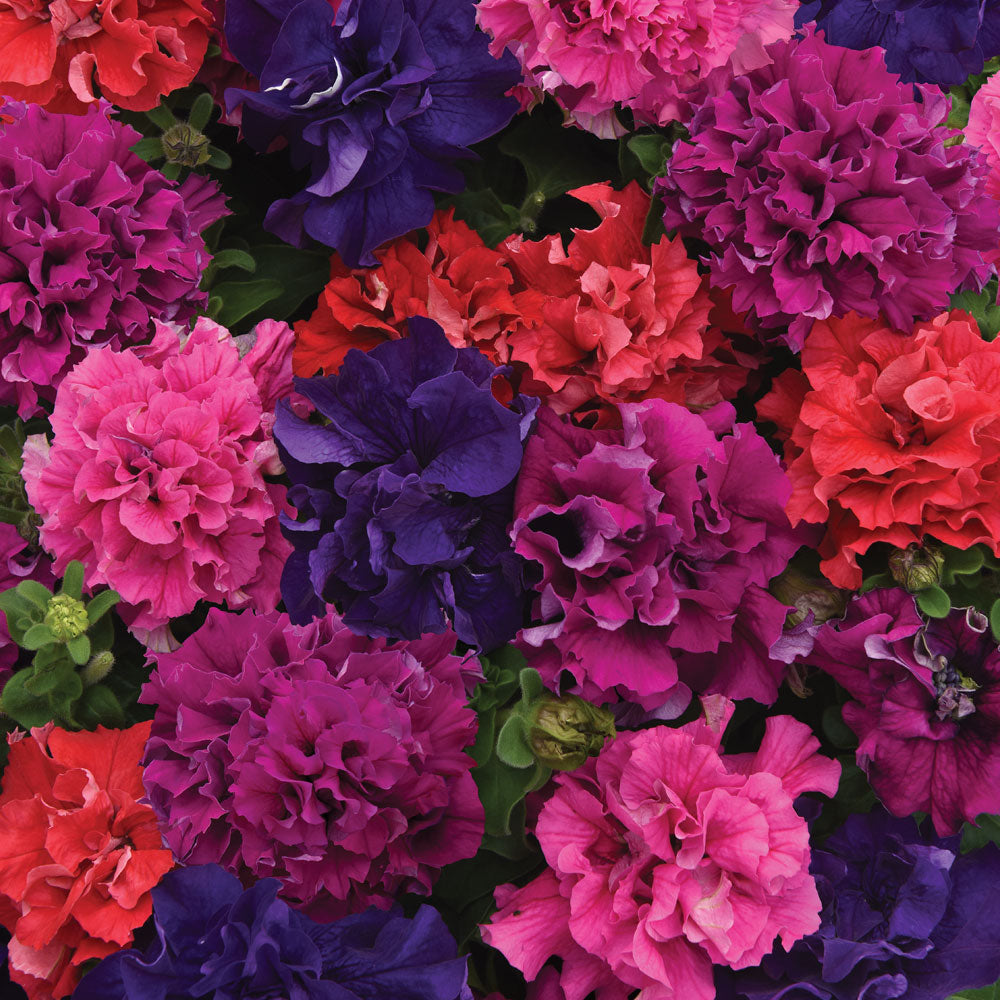 Double Cascade Bold Mix Petunia Seeds / 25 Seeds