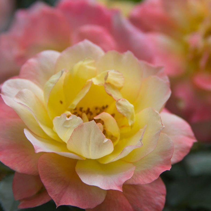 Oso Easy® Italian Ice® Shrub Rose / 1-Quart