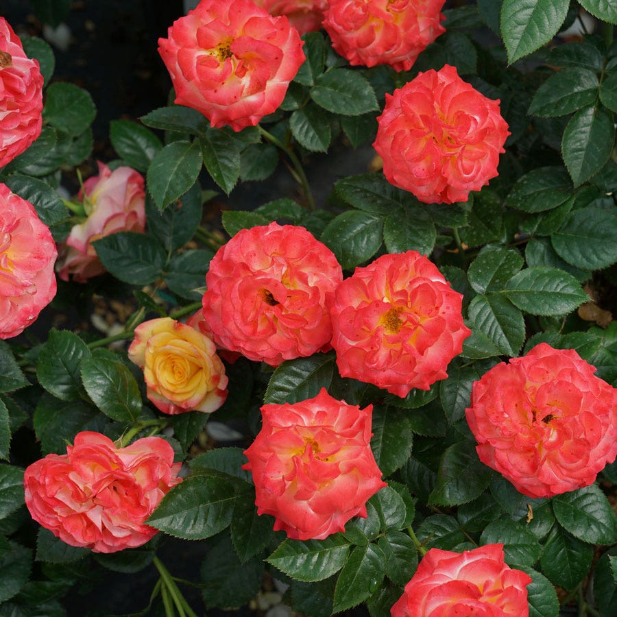 Rosa Oso Easy En Fuego™ Rose / 1-Quart