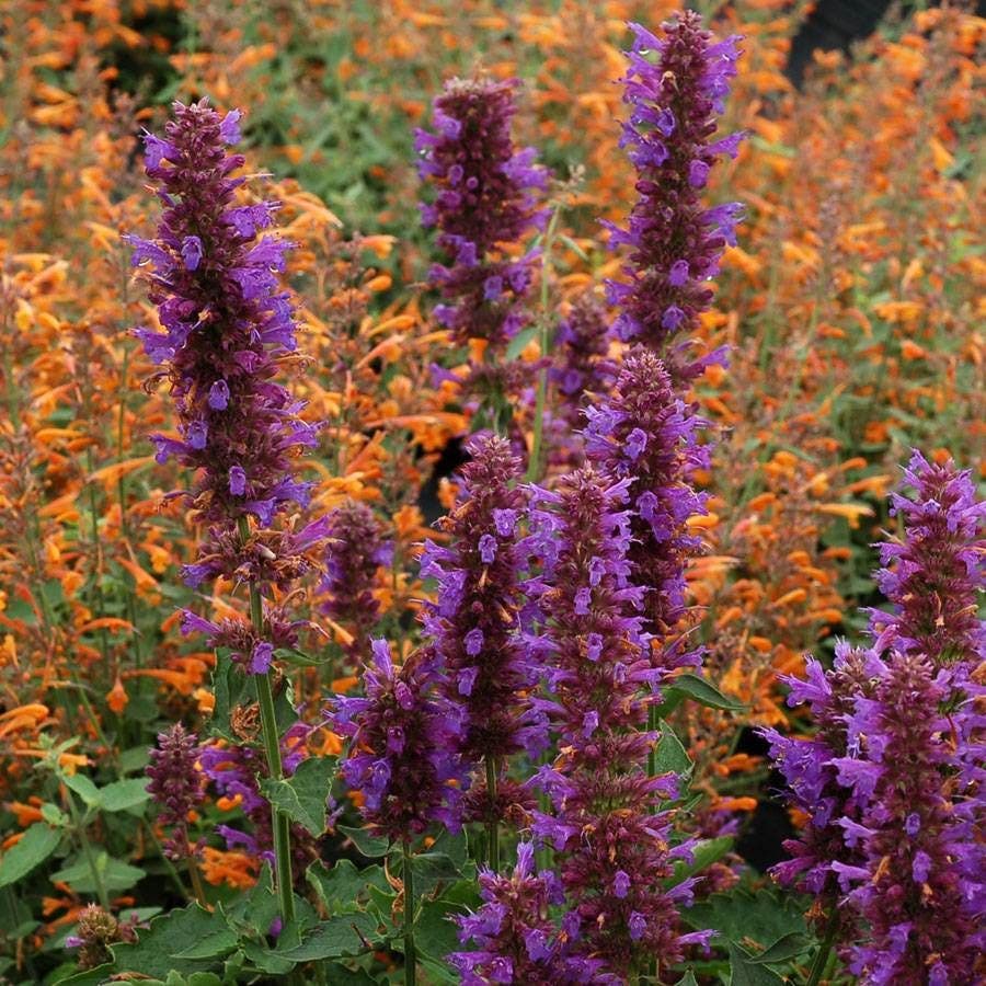 Agastache 'Blue Boa' Hyssop /  1-Quart