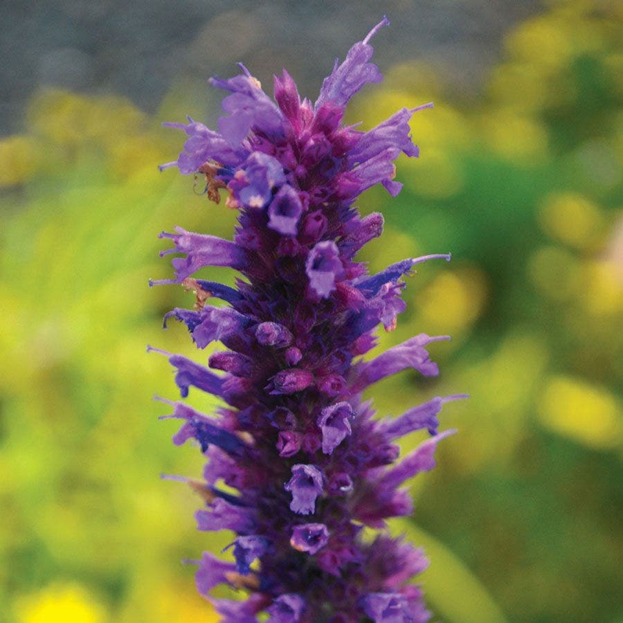 Agastache 'Blue Boa' Hyssop /  1-Quart