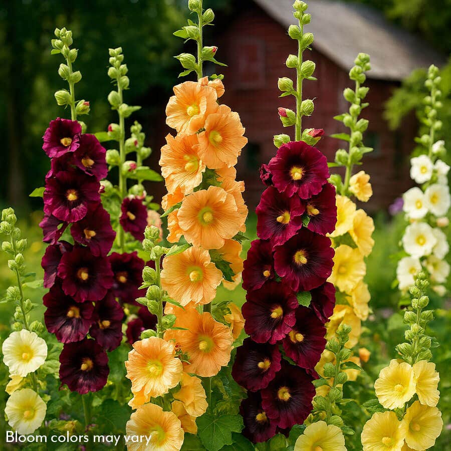 Old Barnyard Mix Hollyhock / 1-Quart