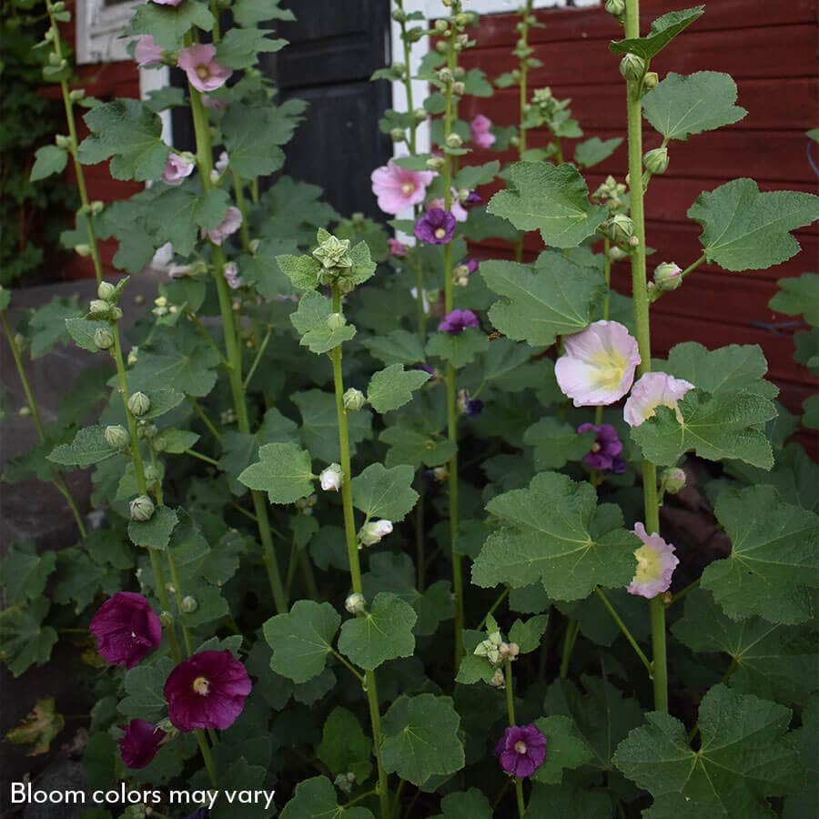 Old Barnyard Mix Hollyhock / 1-Quart