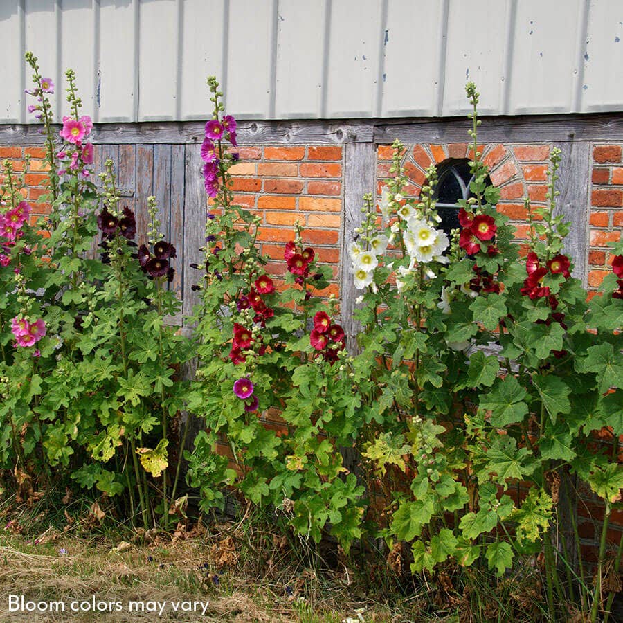 Old Barnyard Mix Hollyhock / 1-Quart