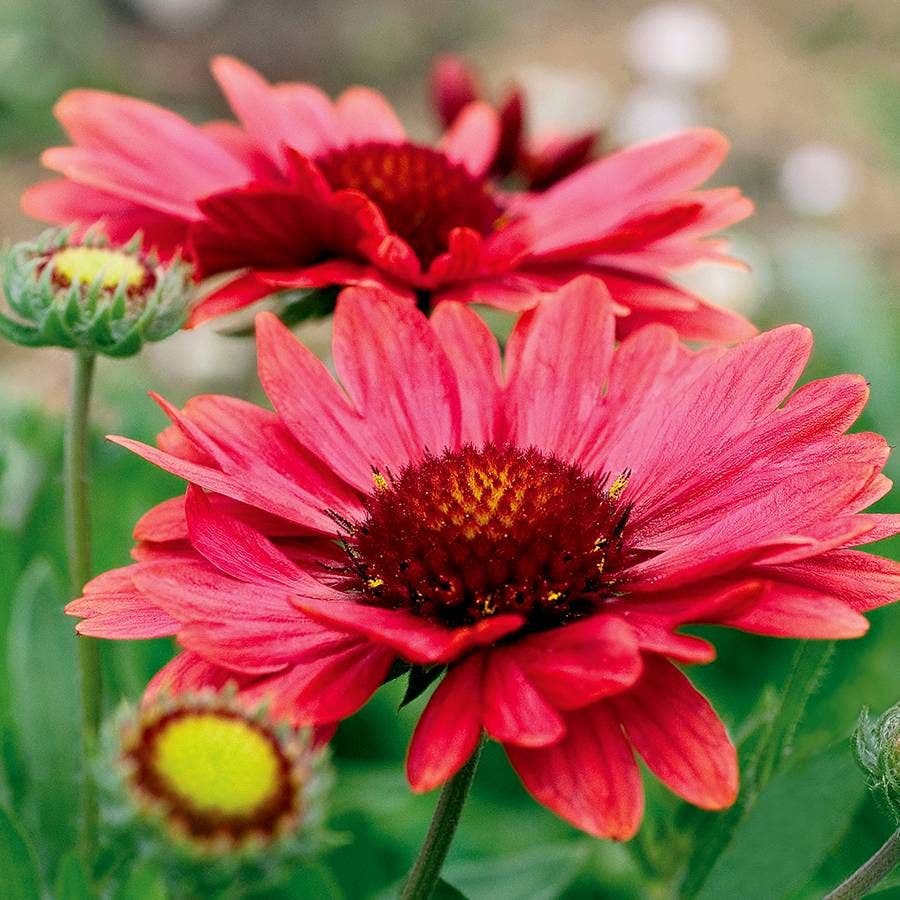 Gaillardia 'Arizona Red Shades' / 1-Quart